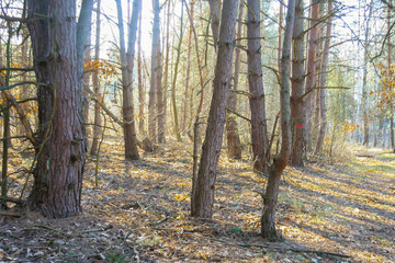 Forest in early spring background. natural environment in Poland. Trees in park.
