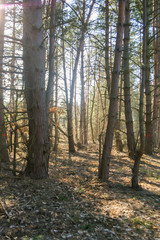 Fototapeta premium Forest in early spring background. natural environment in Poland. Trees in park.