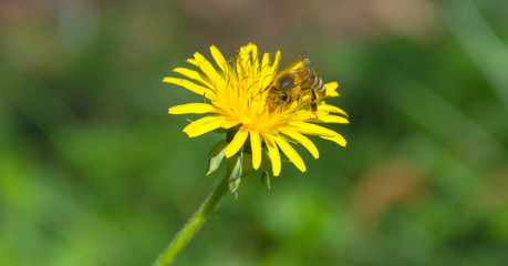 Bee full of pollen collecting nectar on a wild yellow dandelion flower, blurred green spring background
