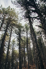 Troodos Mountains, Cyprus