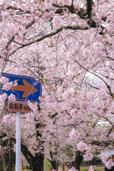 Sakura and Sign