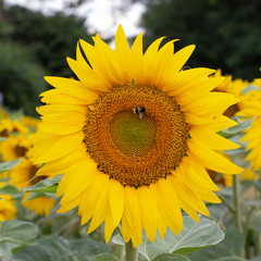 Fototapeta premium girasoli sunflower