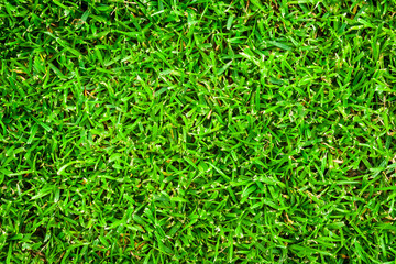 green grass background. Green grass floor texture ideal for use top view sport.