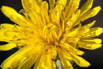 yellow dandelion close-up macro in full frame