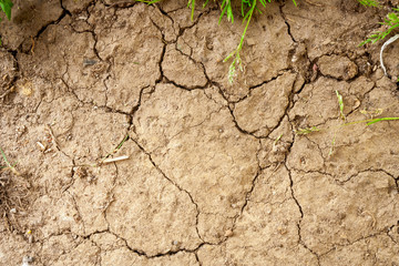 Drought and no rainfall concept. Global warming. Cracked earth background. Top view of cracked dry soil ground texture.