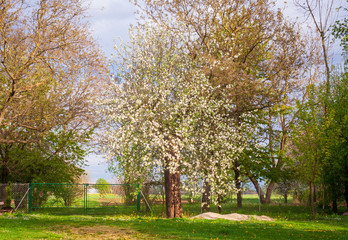 April / May landscape. Spring scenic. Summer view.