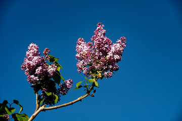 lilas 013 © pass