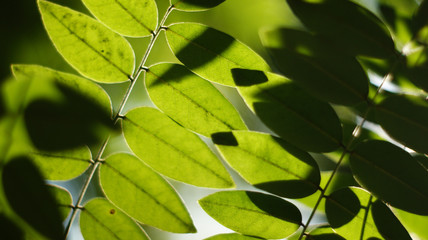 green tree leaves glow from the sun