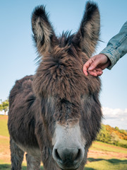 Close up of a cute donkey with thick shaggy fur being petted or stroked by a girl. Hand and denim jacket. 