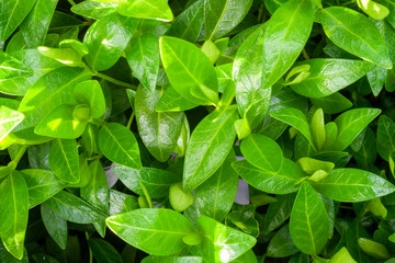 leaves of vinca minor. Top view of green leaf and plant in garden.