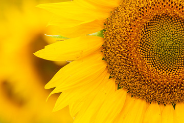 girasoli sunflower