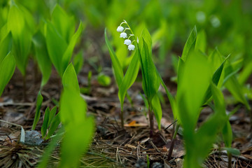 Lilies of the valley in the forest
