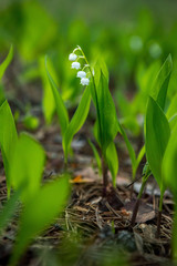 Lilies of the valley in the forest