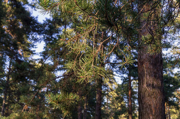 pine branch
