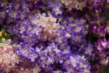 Fototapeta premium Flower texture background. Blue and purple flowers, artificial flowers, selective focus.