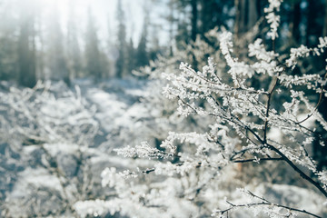 Frozen tree branches with frost in winter siberian forest