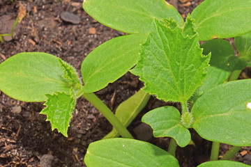 Jardin : naissance des tiges florales de jeunes pieds de concombre.