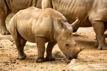 Southern white rhinoceros or southern square-lipped rhinoceros (Ceratotherium simum simum)