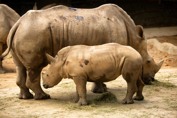 Obraz premium Southern white rhinoceros or southern square-lipped rhinoceros (Ceratotherium simum simum)
