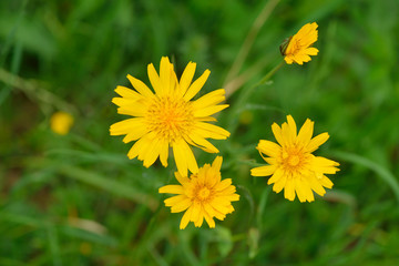Blüten des Wiesen-Pippau	