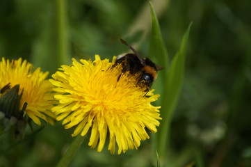 Hummel