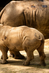Fototapeta premium Southern white rhinoceros or southern square-lipped rhinoceros (Ceratotherium simum simum)