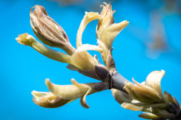 Swollen buds, first shoots, leaves and flowers in city parks and squares during the spring awakening.