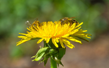 Bee full of pollen collecting nectar on a wild yellow dandelion flower, blurred green spring background