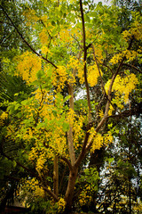 Beautiful Yellow flower. Kerala vishu festival, seasonal flower with branches 