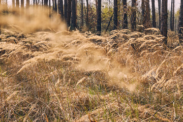 Dry wild plants in the wooded area
