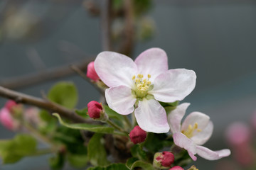Fototapeta na wymiar beautiful cherry blossoms, cherry blossom in spring