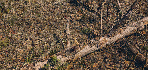 Dry fallen log on the forest floor