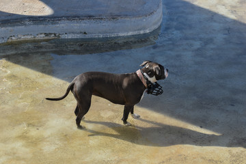 Gray and white pitbull male breed dog, cooling off in a fountain due to the high heat