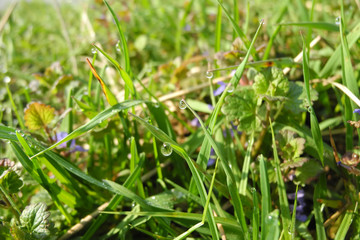 Dew drops on meadow grass in early morning  