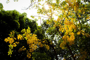 Beautiful Yellow flower. Kerala vishu festival, seasonal flower with branches 
