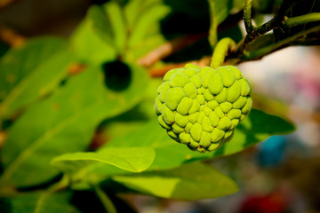 Fresh sugar apple on tree in the garden tropical fruit custard apple on nature green background / Annona sweetsop in India. Custard apple
