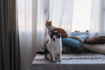 gato blanco y negro sentado sobre una manta mira a la camara. Detrás hay un gato blanco y marron sentado sobre almohadas