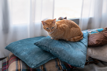 gato atigrado de color marron se acuesta sobre almohadas azules junto a la ventana