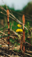 Horsetail in the meadow.