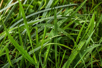 Water drops on green grass