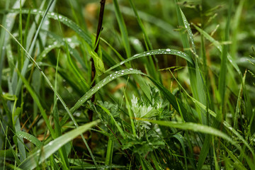 Water drops on green grass