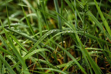 Fototapeta na wymiar Water drops on green grass