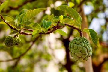 Fresh sugar apple on tree in the garden tropical fruit custard apple on nature green background / Annona sweetsop in India. Custard apple
