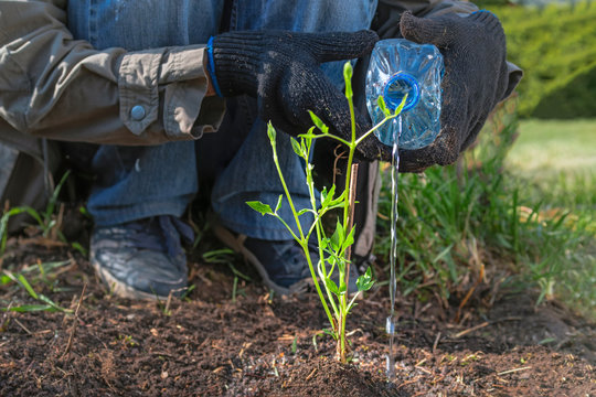 Planting Climatis seedling in the garden. Women's gloved hands pour water from a bottle on bright green seedling of the Climatis plant