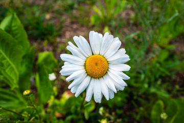 Obraz premium white daisy flower