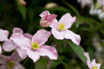 Fototapeta na wymiar Clematis montana in flower in spring, England, United Kingdom