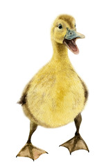 Picture of a quacking fluffy duckling hand drawn in watercolor isolated on a white background. 