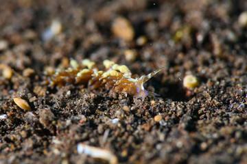 リーフミノウミウシ