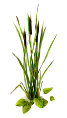 Picture of a riverside vegetation (reed mace, cane, water lily) hand drawn in watercolor isolated on a white background. 