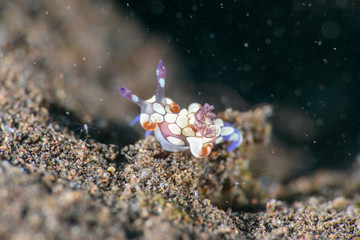 シラタマツガルウミウシ